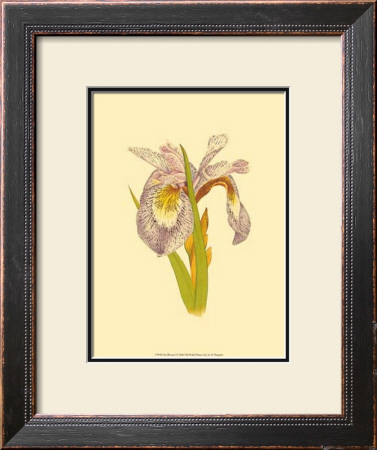 Iris Bloom I by M. Prajapati Pricing Limited Edition Print image