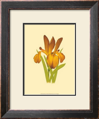 Iris Bloom Ii by M. Prajapati Pricing Limited Edition Print image