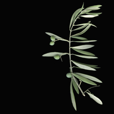 Olive Branch With Immature Green Olives by Jose Iselin Pricing Limited Edition Print image