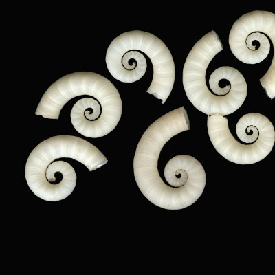 Spirula Cephalopod Mollusk Shells, Australia by Josie Iselin Pricing Limited Edition Print image