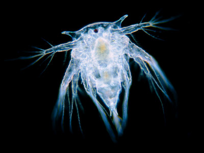 Nauplius Larva Of A Barnacle by Wim Van Egmond Pricing Limited Edition Print image