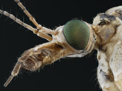 Cranefly Head (Tipula Paludosa) by Wim Van Egmond Pricing Limited Edition Print image