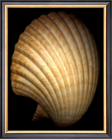 African Fan Scallop by Harold Feinstein Pricing Limited Edition Print image