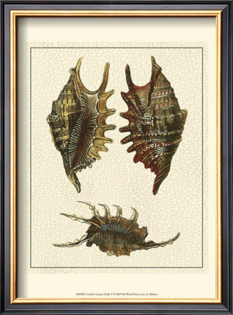 Crackled Antique Shells V by Denis Diderot Pricing Limited Edition Print image