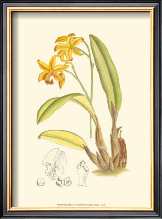 Orchid Plenty Iv by Samuel Curtis Pricing Limited Edition Print image