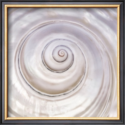 Pearly Shell by Mark Goodall Pricing Limited Edition Print image