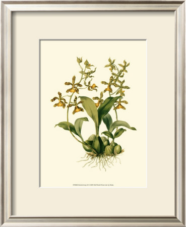 Orchid Array Ii by Drake Pricing Limited Edition Print image