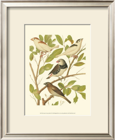 Canaries And Cage Birds Ii by Cassel Pricing Limited Edition Print image