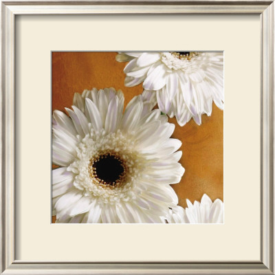 Gerber Delight I by Janel Pahl Pricing Limited Edition Print image