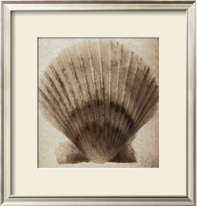 Scallop Shell by Mandolfo Pricing Limited Edition Print image