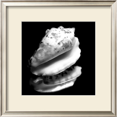 Mollusk Reflection by Steven Mitchell Pricing Limited Edition Print image