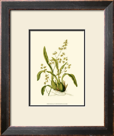 Orchid Array Iv by Drake Pricing Limited Edition Print image