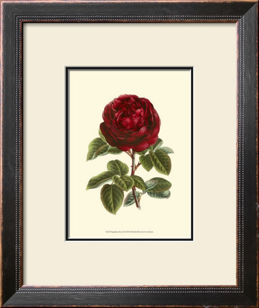 Magnificent Rose Iii by Ludwig Van Houtte Pricing Limited Edition Print image