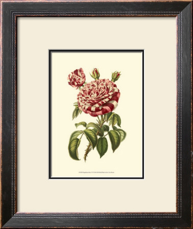 Magnificent Rose Vi by Ludwig Van Houtte Pricing Limited Edition Print image