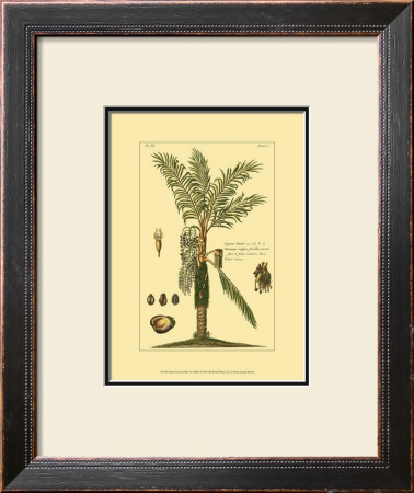 Printed Exotic Palm Vi by Pierre-Joseph Buchoz Pricing Limited Edition Print image