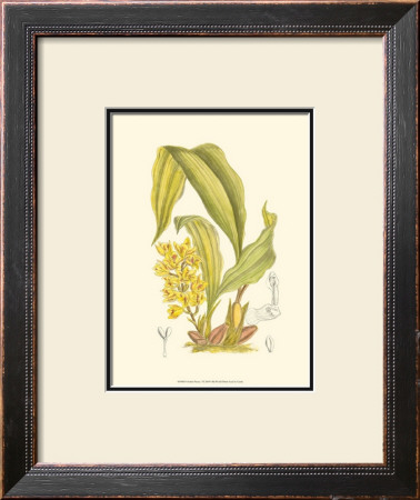 Orchid Plenty I by Samuel Curtis Pricing Limited Edition Print image