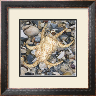 Shell Study Ii by Nick Biscardi Pricing Limited Edition Print image