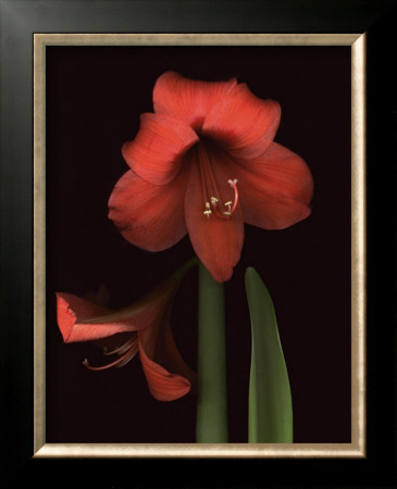 Amaryllis Series No. 24 by Trenna Daniels Pricing Limited Edition Print image