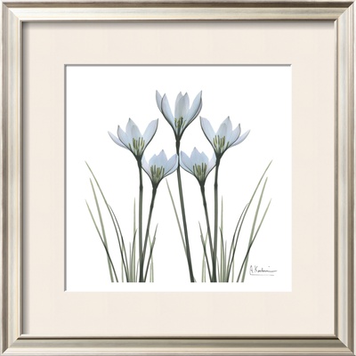 White Rain Lily Ii by Albert Koetsier Pricing Limited Edition Print image