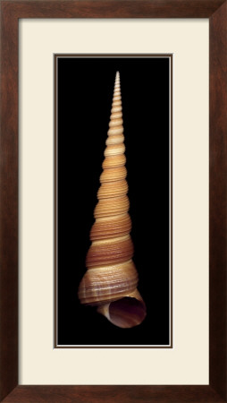 Ligar Screw Shell by Harold Feinstein Pricing Limited Edition Print image