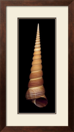 Ligar Screw Shell by Harold Feinstein Pricing Limited Edition Print image