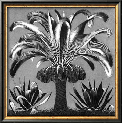 Palm, C.1933 by M. C. Escher Pricing Limited Edition Print image