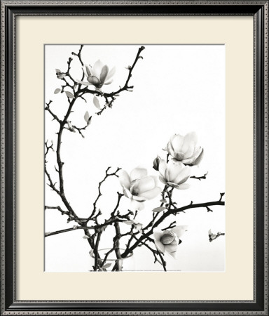 Branch Of Magnolia by Henry Wilson Pricing Limited Edition Print image