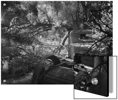 Old Car In Trees, Joshua Tree National Park, California by A.D. Pricing Limited Edition Print image