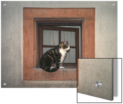 Cat Sitting On A Window Ledge by D.M. Pricing Limited Edition Print image
