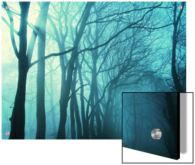 Atmospheric Image Of Trees In Mist by M.O. Pricing Limited Edition Print image