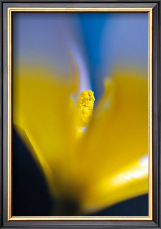 Tulipe Iii by Marc Ayrault Pricing Limited Edition Print image