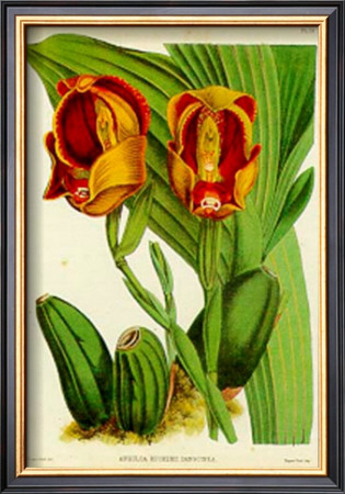 Orquideas Ii by J. Nugent Pricing Limited Edition Print image