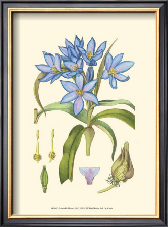 Periwinkle Blooms Iii by Samuel Curtis Pricing Limited Edition Print image