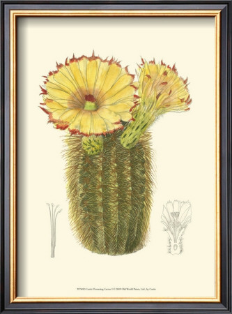 Flowering Cactus I by Samuel Curtis Pricing Limited Edition Print image