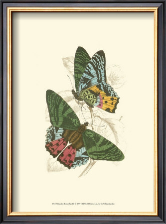 Butterflies Iii by Sir William Jardine Pricing Limited Edition Print image