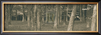 Bluebell Grove With Trees by Bill Philip Pricing Limited Edition Print image