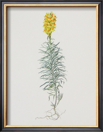 Ordinary Flax Weed by Moritz Michael Daffinger Pricing Limited Edition Print image