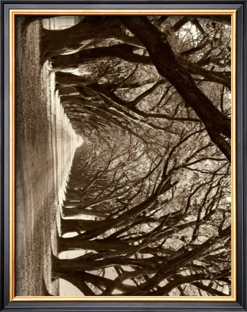 Oak Lane by Cindy Mcintyre Pricing Limited Edition Print image