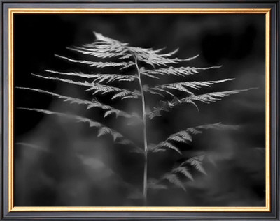 Black White Fern by Steven Mitchell Pricing Limited Edition Print image