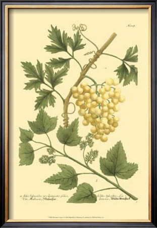 Grapes Ii by Johann Wilhelm Weinmann Pricing Limited Edition Print image