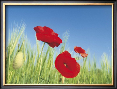 Poppies by Frank Krahmer Pricing Limited Edition Print image