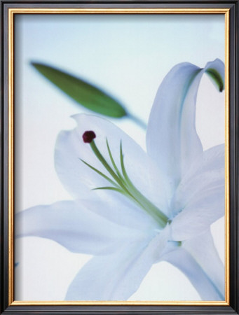 White Flower by Tetsuro Sato Pricing Limited Edition Print image