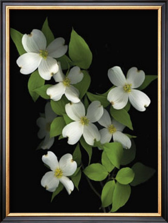 Dogwood by Susan Barmon Pricing Limited Edition Print image