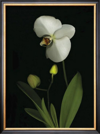 Orchid I by Susan Barmon Pricing Limited Edition Print image