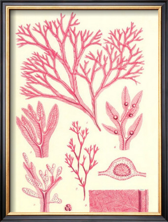 British Seaweed Plate Ccxlvii by William Henry Harvey Pricing Limited Edition Print image