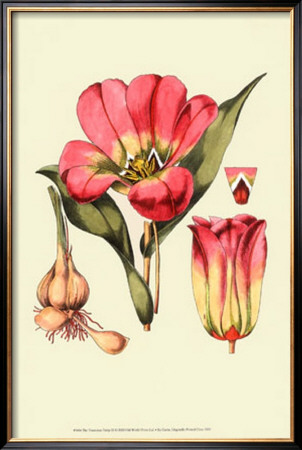 The Tenacious Tulip Iii by Samuel Curtis Pricing Limited Edition Print image