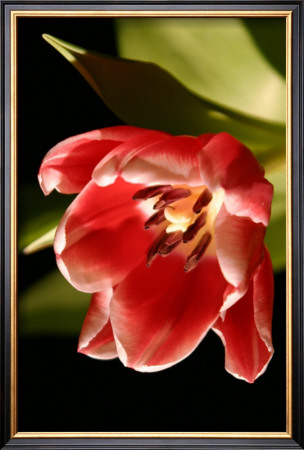 Red Tulip Iv by Renee Stramel Pricing Limited Edition Print image