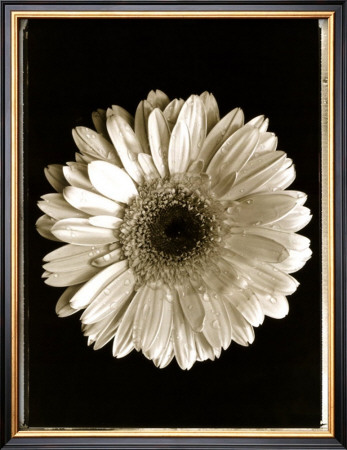 Dahlia by Augusto Camino Pricing Limited Edition Print image