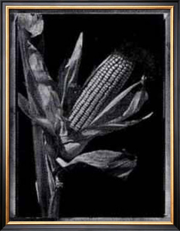 Corn by Augusto Camino Pricing Limited Edition Print image