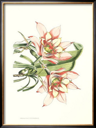 Melissa's Flowers Iv by Samuel Curtis Pricing Limited Edition Print image